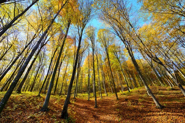 Красивий осінній пейзаж з лісом — стокове фото