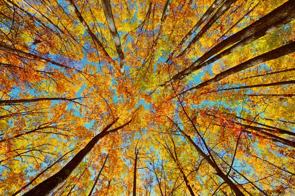 Bela paisagem de outono com floresta Fotos De Bancos De Imagens Sem Royalties