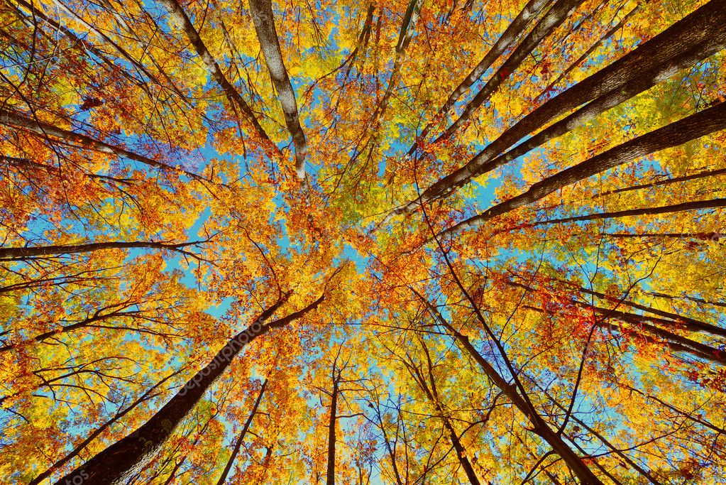 Paisajes otoñales Depositphotos_14977119-stock-photo-beautiful-autumn-landscape-with-forest