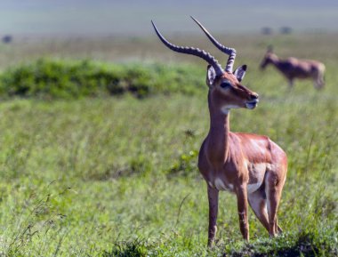erkek Impala antilop masai mara içinde kenya Afrika'daki rezerv