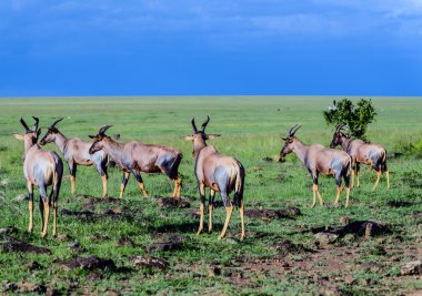 topi antilop, Afrika masai mara, kenya