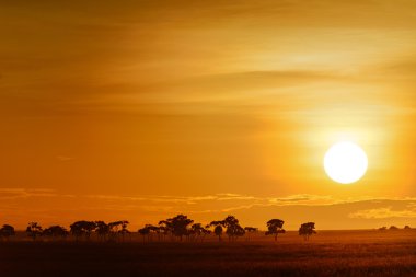 Landscape with sunrise on the savanna in Kenya clipart