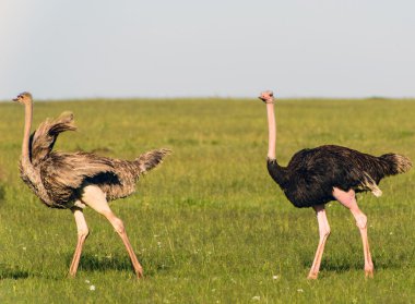 Devekuşları masai marai Milli Park, kenya