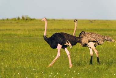 Devekuşları masai marai Milli Park, kenya