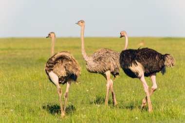 Devekuşları masai marai Milli Park, kenya