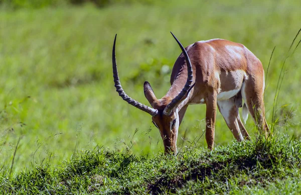 Rezervovat mužské impala antilopy v masai mara v Keni Africe — Stock fotografie