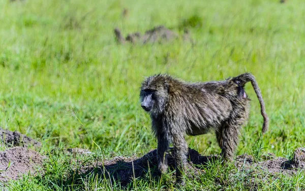 Pawian w rezerwacie przyrody w masai mara, Kenia — Zdjęcie stockowe