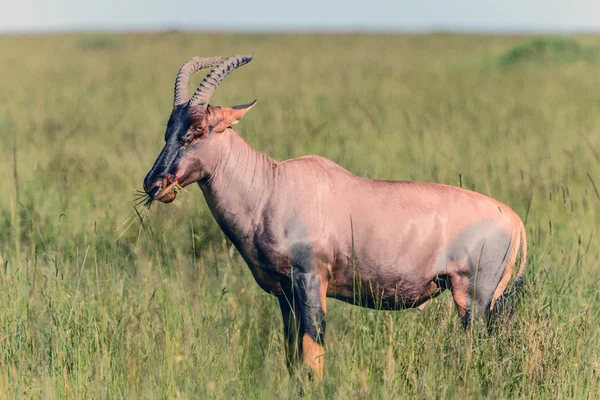 Antylopa topi, masai mara, Kenii i Afryki — Zdjęcie stockowe