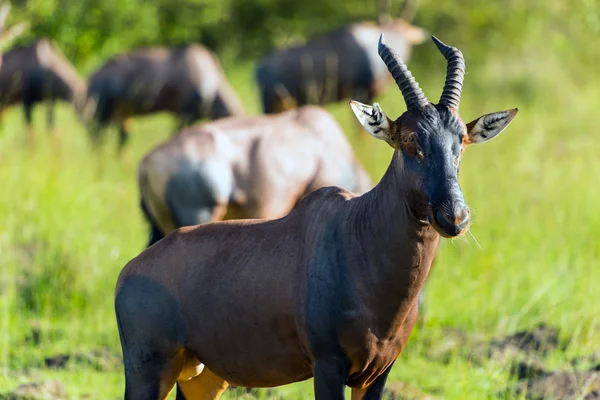 Topi antilopy, masai mara, Keňa, Afrika — Stock fotografie