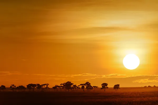 Τοπίο με την Ανατολή του ηλίου στην σαβάνα στην Κένυα — Φωτογραφία Αρχείου