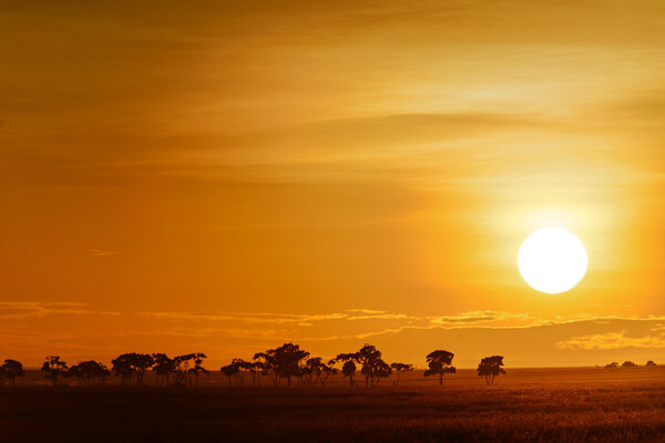 Landscape with sunrise on the savanna in Kenya