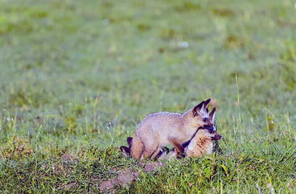 Par de Africano morcego Eared Foxes no Masai Mara — Fotografia de Stock