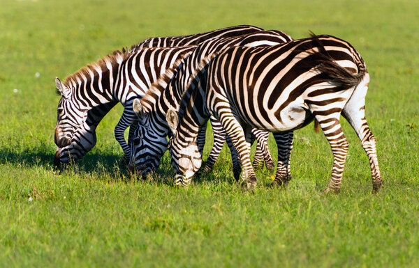 Herd of Plains Zebra (Equus quagga) in Kenya's Masai Mara Reserve