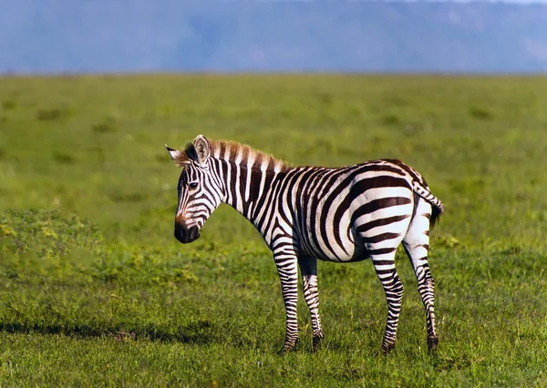 Herd of Plains Zebra (Equus quagga) in Kenya — Stock Photo, Image