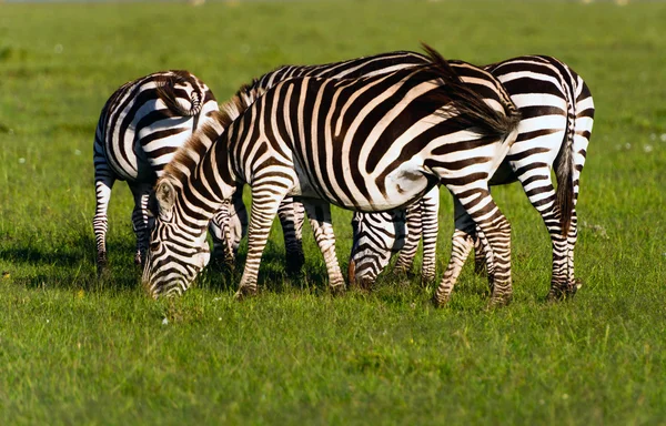 Manada de Planícies Zebra (Equus quagga) no Quênia — Fotografia de Stock