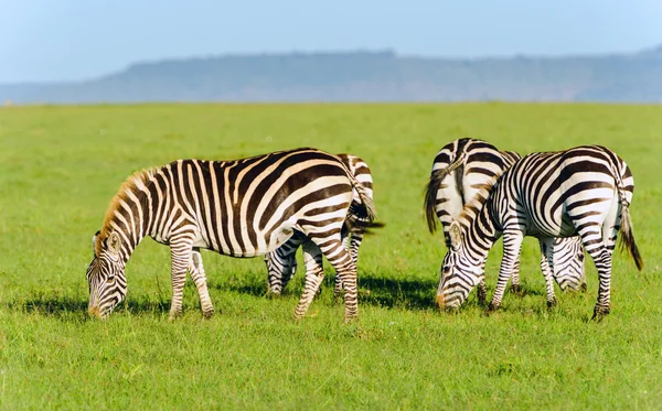 Gregge della Zebra delle pianure (quagga di Equus) in Kenya — Foto Stock