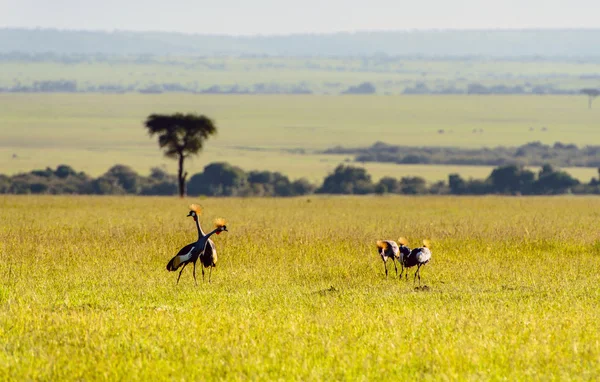 Crowned-Cranes group in Masai Mara Kenya — Stock Photo, Image