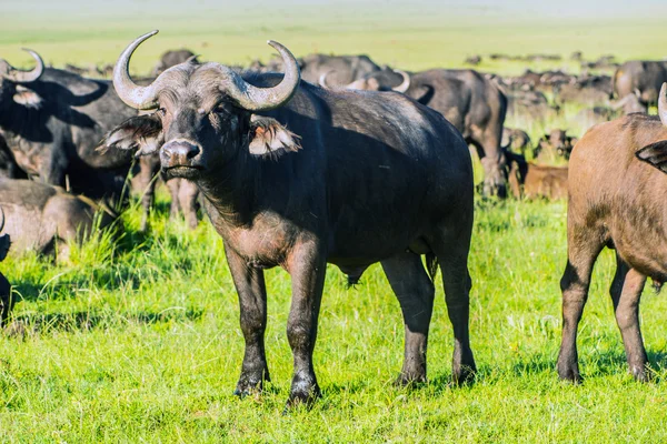 Búfalo africano masai mara Park, Kenya — Foto de Stock