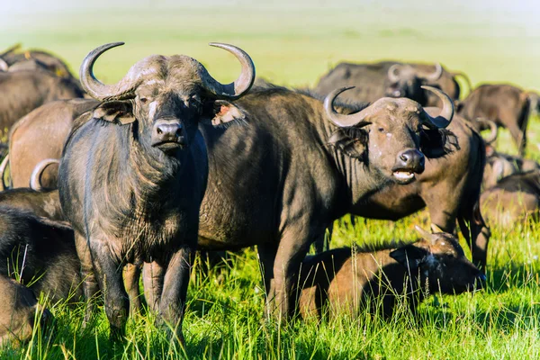 Búfalo africano masai mara Park, Kenya — Foto de Stock