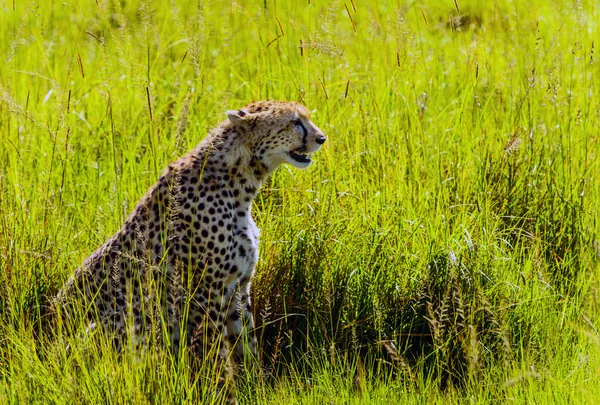 Cheetah sentado en la hierba en el parque nacional Masai Mara — Foto de Stock