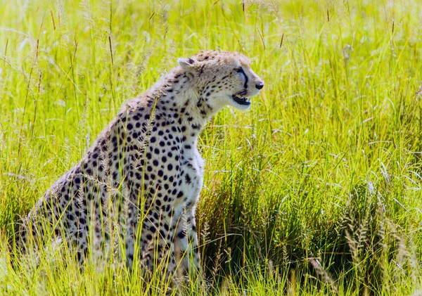 Cheetah sentado en la hierba en el parque nacional Masai Mara — Foto de Stock