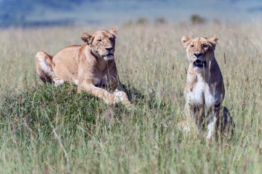 Afrika savana olarak iki lionesses