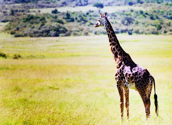 Giraffe in Kenya — Stock Photo, Image