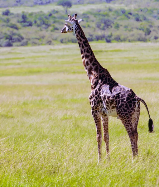 Giraffe in Kenya — Stock Photo, Image