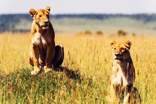 Dwie lwice w Afrykańskiej sawanny — Zdjęcie stockowe