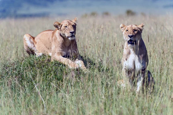 Afrika savana olarak iki lionesses — Stok fotoğraf