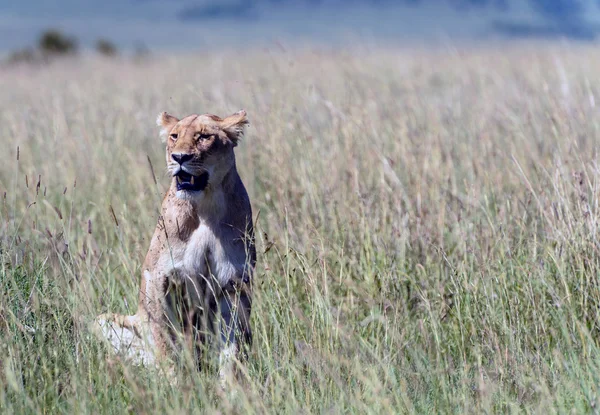 Kenya erken sabah güneşin keyfini bir dişi aslan — Stok fotoğraf