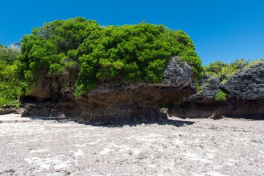güzel tropikal peyzaj Afrika, kenya