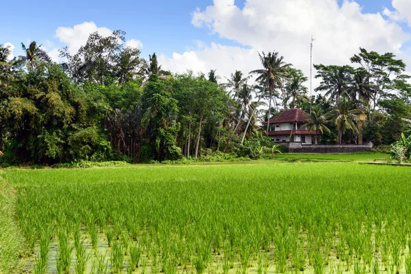 Bali - Terrazze di riso Jati Luwih — Foto Stock