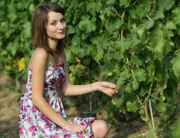 Frau inspiziert Trauben in einem Weinberg — Stockfoto