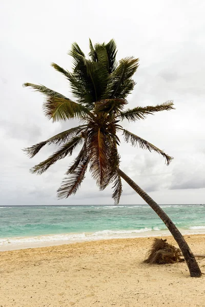 Sea and coconut palm on beach — Stock Photo, Image