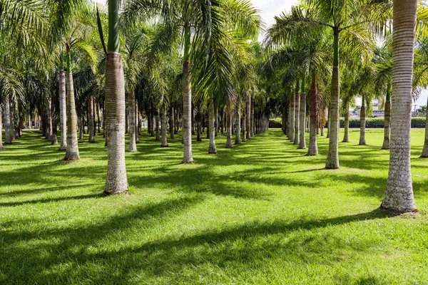 Линия пальм в парке — стоковое фото
