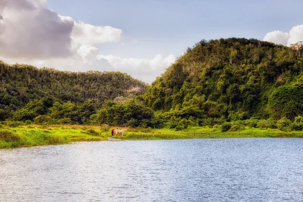 Nehir, rio chavon Dominik Cumhuriyeti — Stok fotoğraf