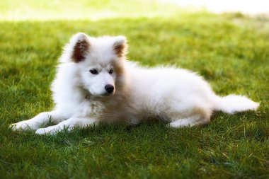 llittle samoyed köpek portre Bahçe