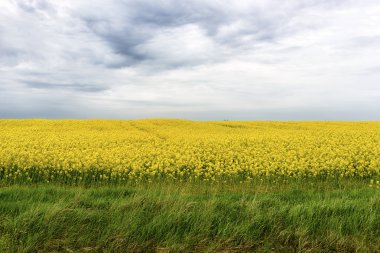 Güzel bulutlu kolza tohumu tarlası - yeşil enerji için bitki