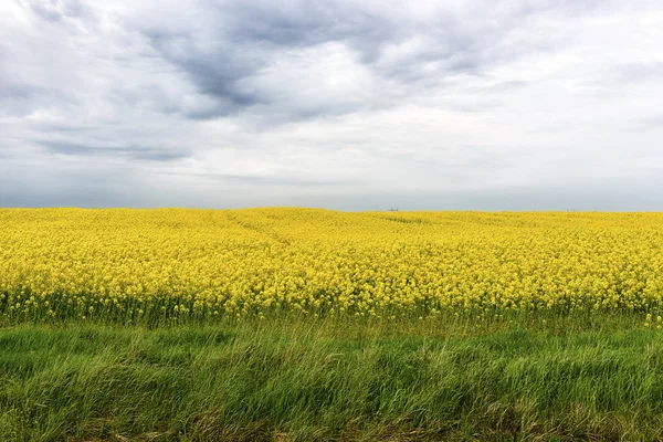 Field of rapeseed with beautiful cloud - plant for green energy — Stock Photo, Image