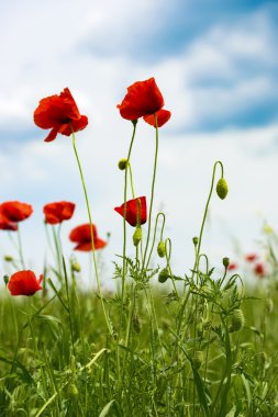 Yaz aylarında tahıl alanda kırmızı poppies closeup