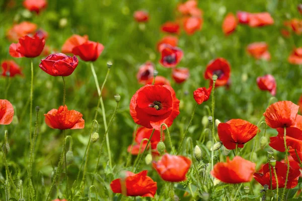 Closeup of red poppies on cereal field in summer — Stock Photo, Image