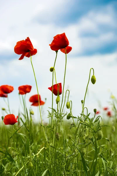 Closeup of red poppies on cereal field in summer — Stock Photo, Image