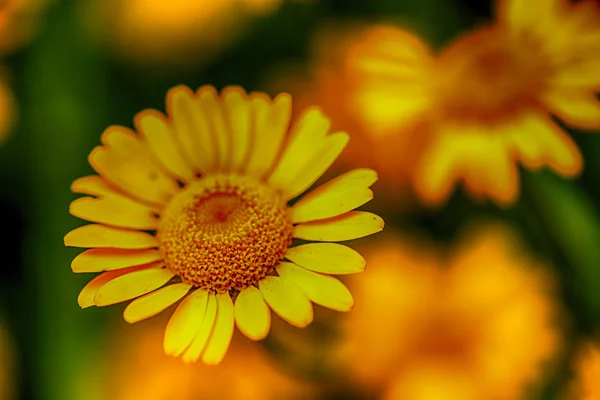 Primo piano soft-focus di fiori selvatici — Foto Stock