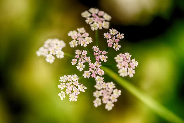 Мягкофокусный крупный план полевых цветов — стоковое фото