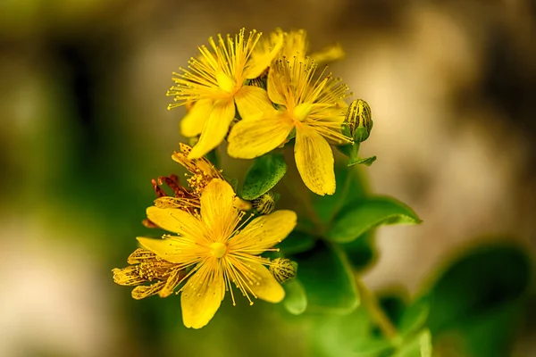 Soft-focus close-up dari bunga liar — Stok Foto