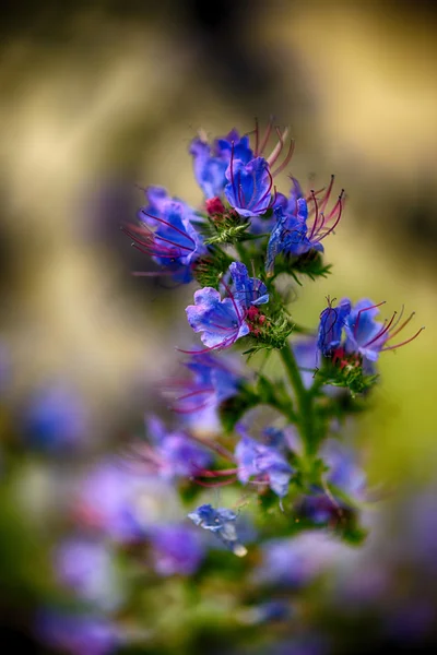 Soft-focus close-up of wildflowers — Stock Photo, Image