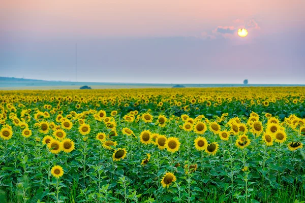 背景の夕日にひまわりを咲かせる畑 — ストック写真
