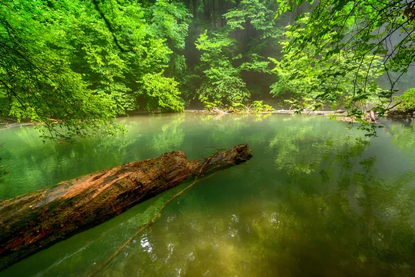 Rzeka głęboko w górskim lesie. Skład przyrody. — Zdjęcie stockowe