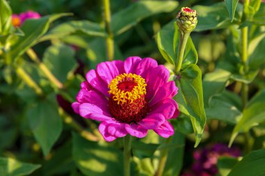 güzel çiçek bahçesi zinnia elegans